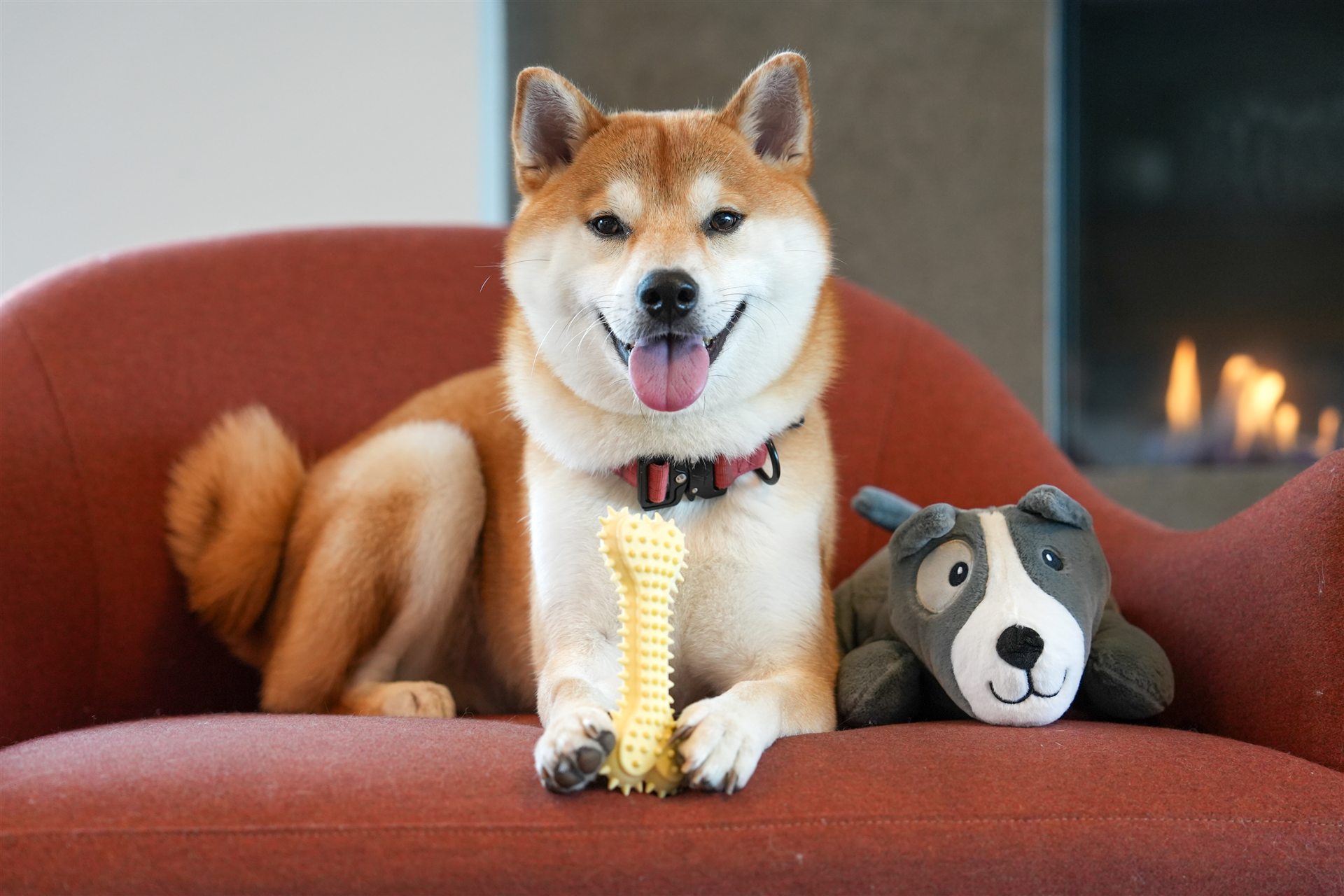 Dog relaxing with the Petoont® Cody puppy comfort toy